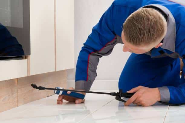 infestation insecte nuisible désinsectisation professionnelle